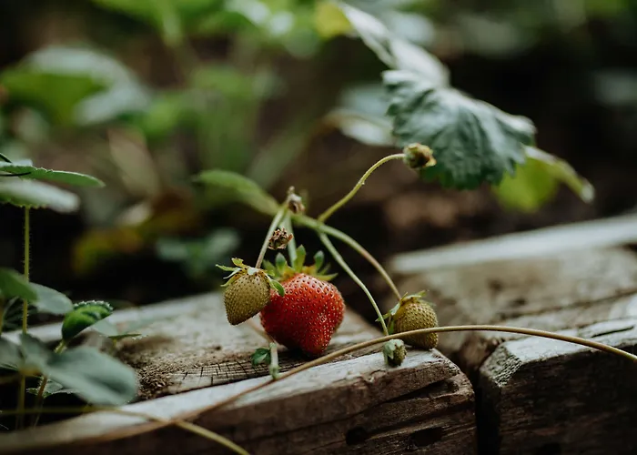 Restaurant Le Cigalon 4* Waldbillig